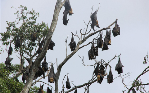 女子拍星空时一只蝙蝠突然飞进嘴里：打狂犬疫苗花了2万美元