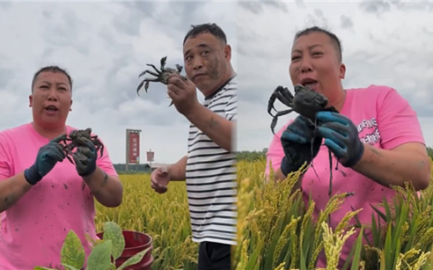 “三只羊”“东北雨姐”再被官方点名！直播电商领域重大案件