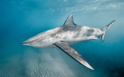 研究称海洋酸化愈发严重 鲨鱼快酸掉牙了