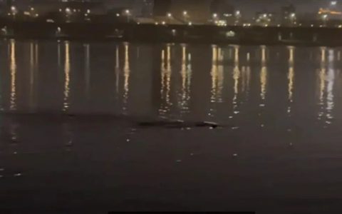 韩国汉江又发现“巨型水怪”！目击者称至少6米长：这可能是啥