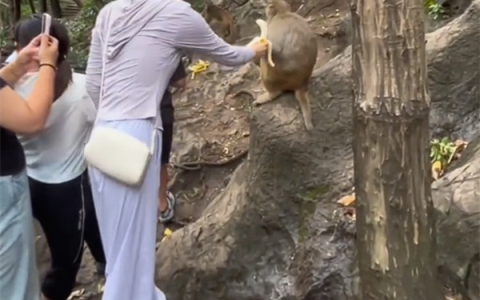 女子景区剥好香蕉喂野猴子：被直接蹬摔倒致骨折