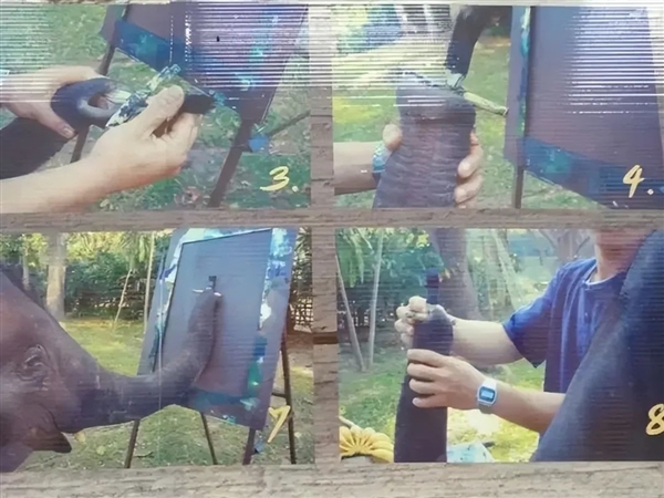 大象绘画的真相：没有一只大象真正懂画画 都是残忍训练的结果