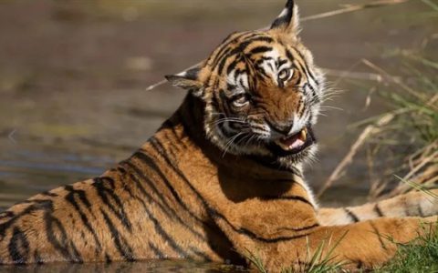 瘦成皮包骨头 死前5天还能猎杀鳄鱼！传奇虎王“箭头”去世