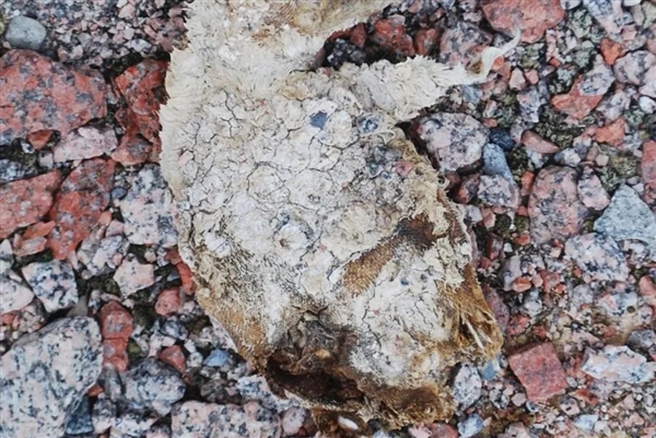 如果动物死在南极 尸体最后会变成什么样