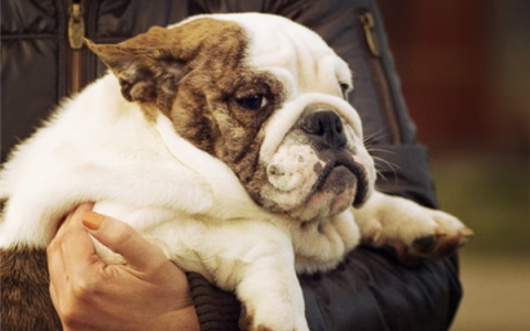宠物肥胖刻不容缓！一科技公司研发狗用减肥药：每六个月植入一次