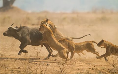 雄狮带一个那么大的“鬃毛围脖”：它们在非洲捕猎真的不热吗