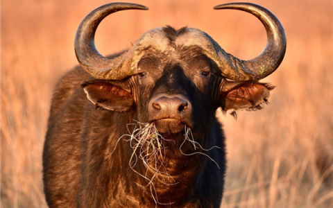 三人围猎一头非洲野牛 结果被反杀！美国富豪殒命当场