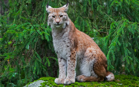 呼吁不要弃养宠物 丹麦动物园：可以送我们这来喂野兽