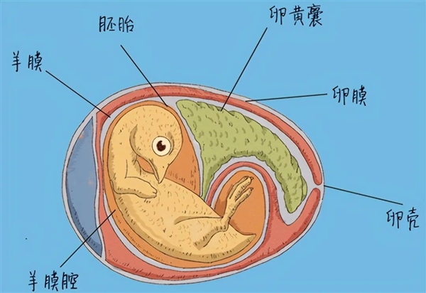 鸡蛋壳是怎么进化出来的 为什么那么容易碎
