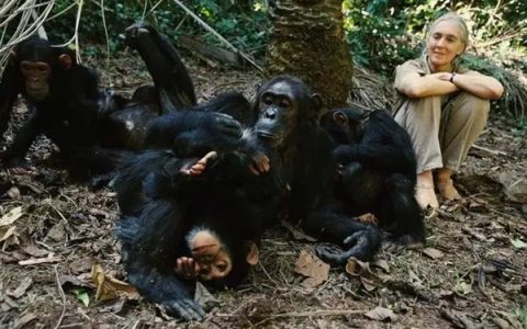 黑猩猩为夺位发动4年血腥战争 将兄弟赶尽杀绝 残暴堪比人类