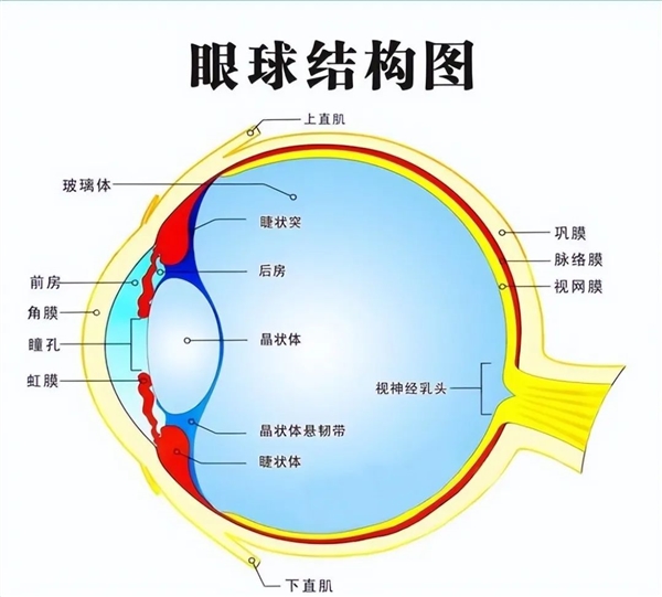 轮子这么好用的东西 为什么没有动物进化出轮子呢