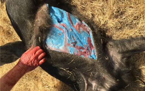 美国加州发现阿凡达色荧光蓝野猪肉 专家：吃老鼠药吃的