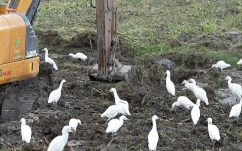 挖掘机一开动旁边就会跟着一群鸟：这些是什么 咋就不怕人