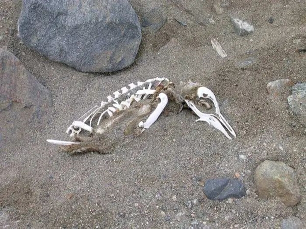 如果动物死在南极 尸体最后会变成什么样
