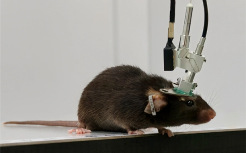 深脑“彩色”成像！我国成功研制多色微型化双光子显微镜