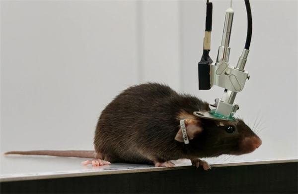 深脑“彩色”成像！我国成功研制多色微型化双光子显微镜