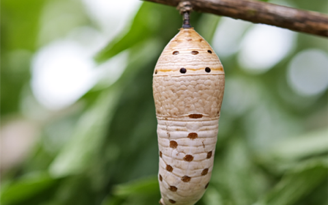男子吃蝉蛹过敏眼睛肿成“奥特曼” 医生：高蛋白食物或危及生命