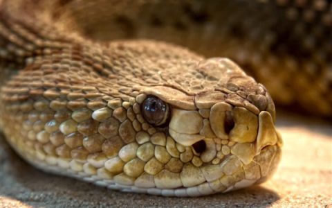 云南一夫妻旅游回来发现家变“蛇窝” 搜出10条蛇