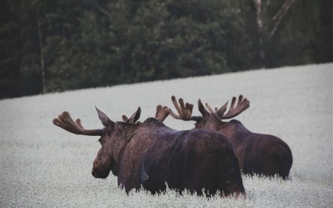 北极遭遇30摄氏度热浪：医院人满为患 驯鹿濒临热死