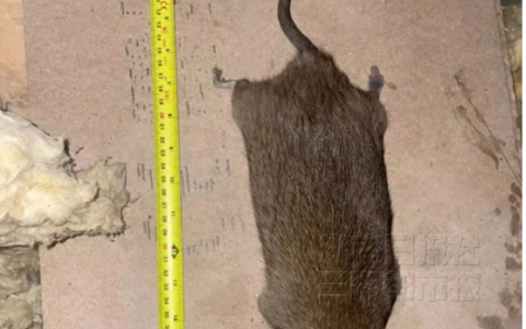英国一居民家中发现巨鼠  长约56厘米体型堪比小猫