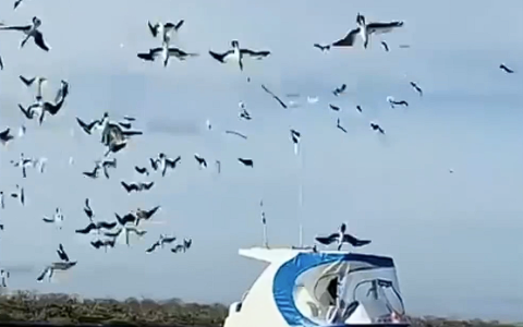 蓝脚鲣鸟的硬核生存技能：时速超97公里“导弹式” 捕鱼！