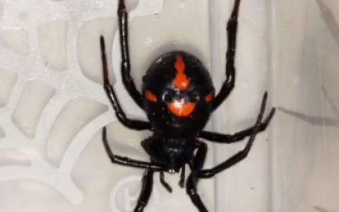 四川首例！男子遭罕见“怪肥腹蛛”咬伤：黑寡妇蜘蛛“亲戚”