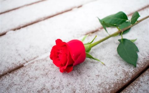 今天七夕节 男子用面粉给妻子做了一束鲜花