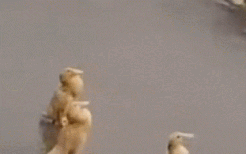 为什么下雨时 鸭子就在雨中傻站着一动不动