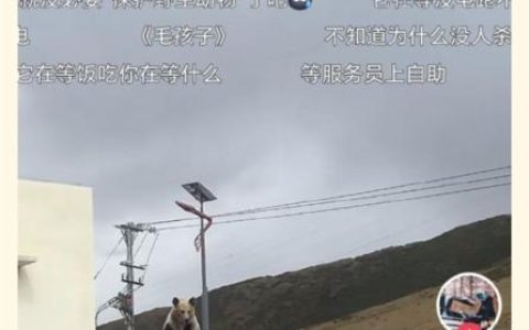 高速服务区充电桩被告知无法使用：因为有只狗熊一直守着