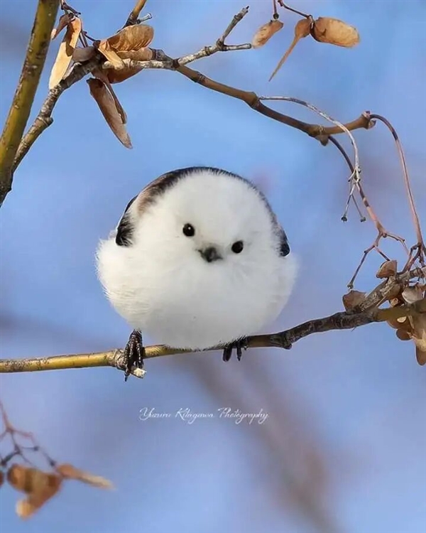 浑身圆滚滚 世界最萌小鸟之一！看完心情能好一整天