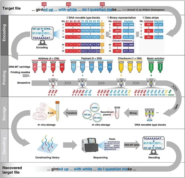 给DNA装“活字” 我国自主研发“毕昇一号”实现存储技术跨越
