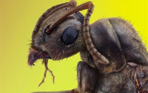 意想不到的新发现 这种蚂蚁会生下两个不同的物种 独一无二