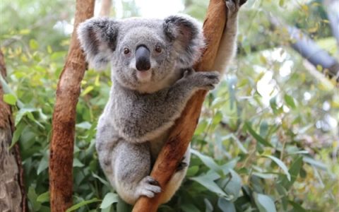 为了生存 澳大利亚考拉逐渐进化成可爱的傻瓜