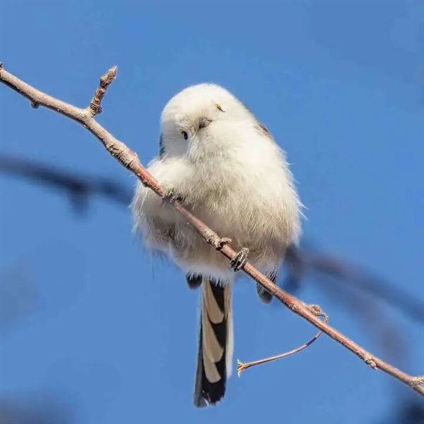浑身圆滚滚 世界最萌小鸟之一！看完心情能好一整天