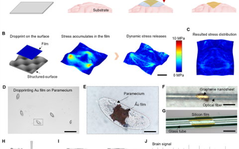中科院新突破：只要一滴水 超薄硅基电子膜完好贴在大脑皮层上