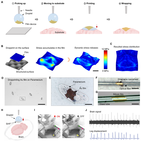 中科院新突破：只要一滴水 超薄硅基电子膜完好贴在大脑皮层上
