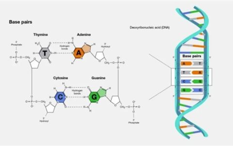 给DNA装“活字” 我国自主研发“毕昇一号”实现存储技术跨越
