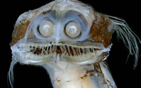 这种深海鱼头部竟是透明的 两只绿眼睛在里面活动