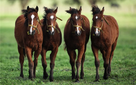阿根廷首批“基因编辑马”上线 跑得飞快但被禁止参赛！