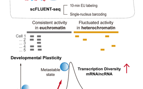 清华大学给细胞装上“高清显微镜” 有了两大惊人发现