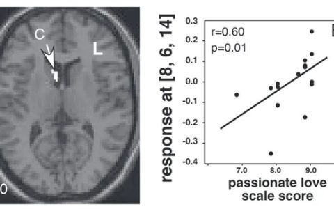 人为什么会“恋爱脑” 到底是不是病