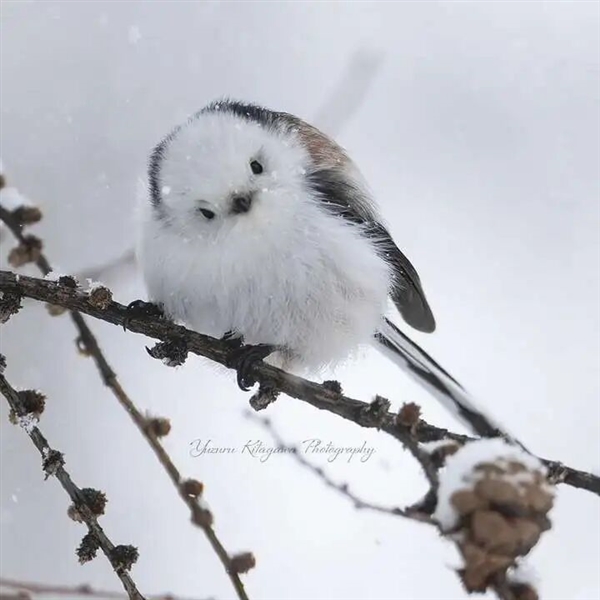浑身圆滚滚 世界最萌小鸟之一！看完心情能好一整天
