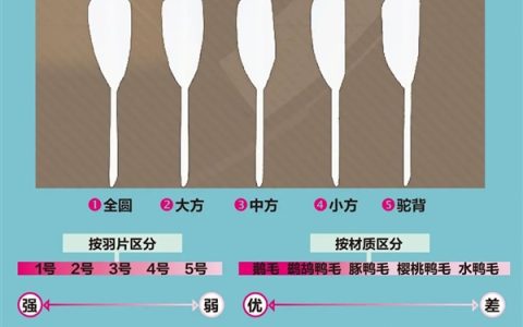 月薪过万 打不起羽毛球 原因竟然和猪有关