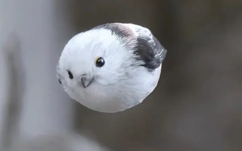 浑身圆滚滚 世界最萌小鸟之一！看完心情能好一整天