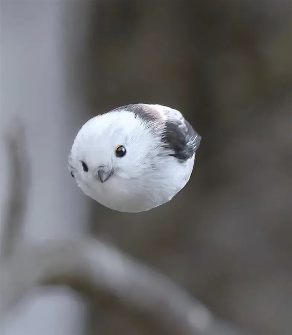 浑身圆滚滚 世界最萌小鸟之一！看完心情能好一整天