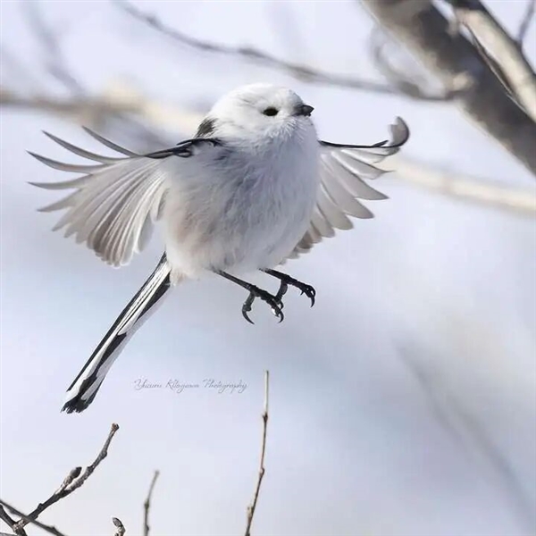 浑身圆滚滚 世界最萌小鸟之一！看完心情能好一整天