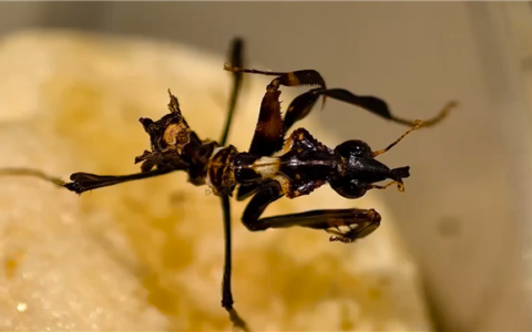 成虫可达13厘米！海关截获大量“螳螂之王”魔王幽灵螳