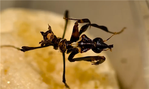 成虫可达13厘米！海关截获大量“螳螂之王”魔王幽灵螳 