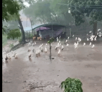 为什么下雨时 鸭子就在雨中傻站着一动不动