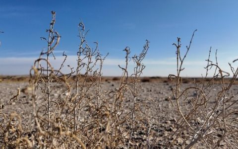 兄弟(中国)此前种植的梭梭苗正茁壮生长
